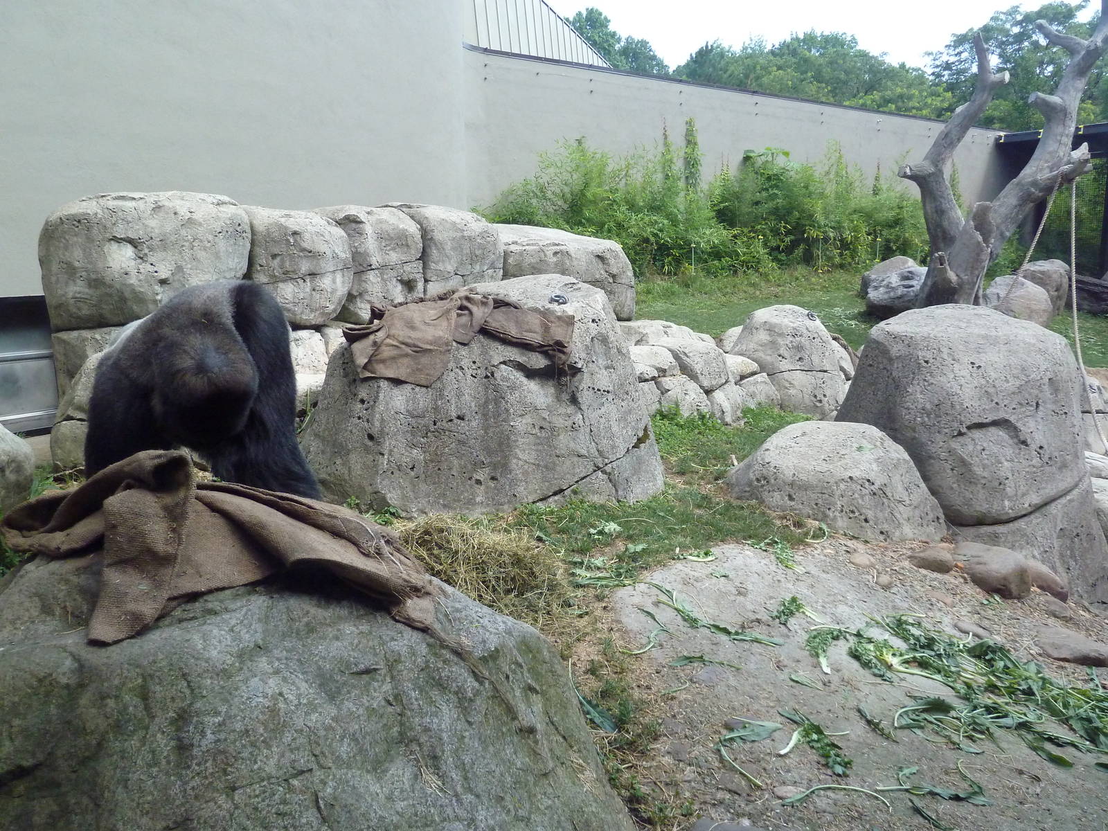 Primate, Cat + Aquatics Building - Gorilla Exhibit