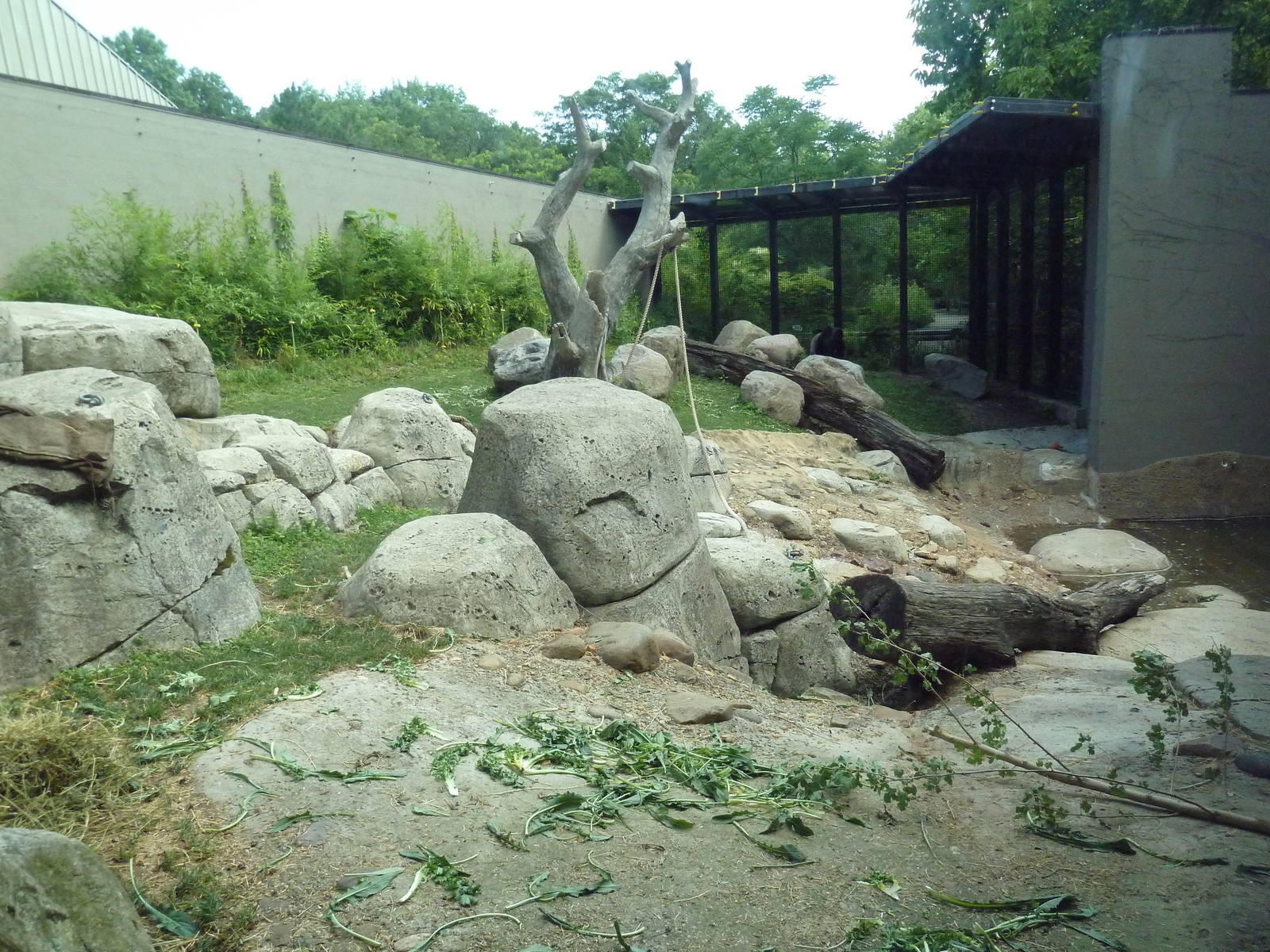 Primate, Cat + Aquatics Building - Gorilla Exhibit