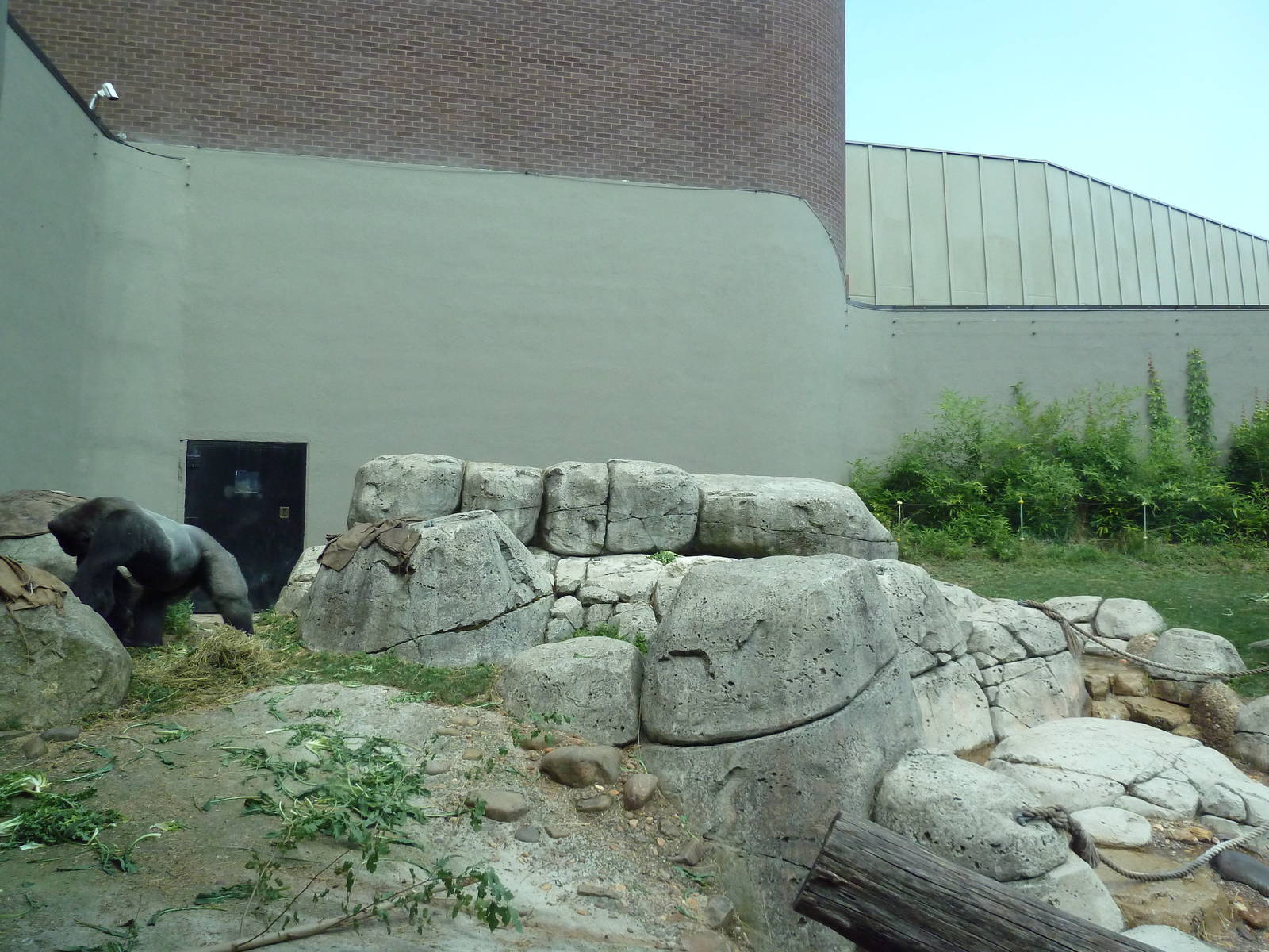 Primate, Cat + Aquatics Building - Gorilla Exhibit