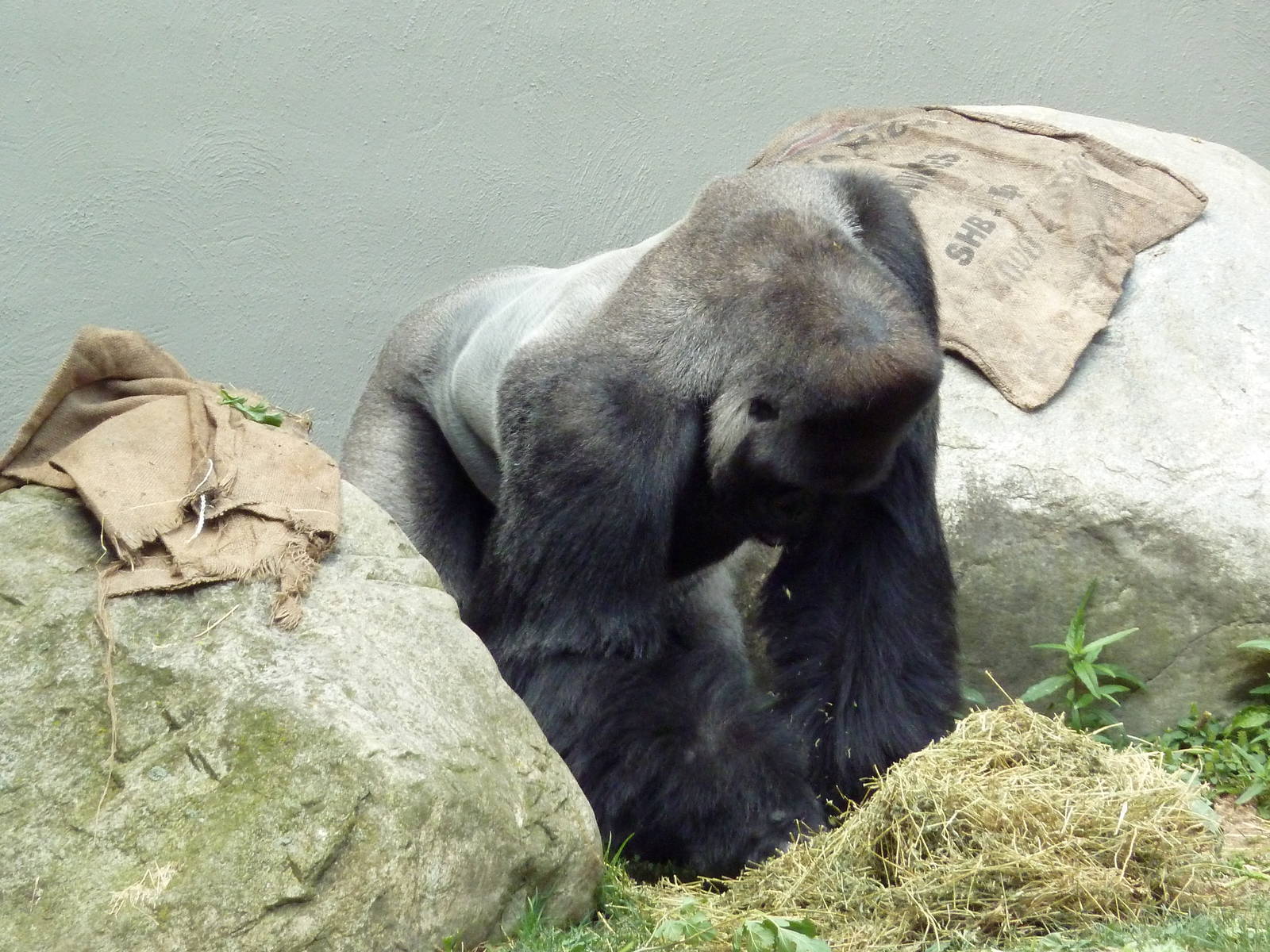 Primate, Cat + Aquatics Building - Gorilla