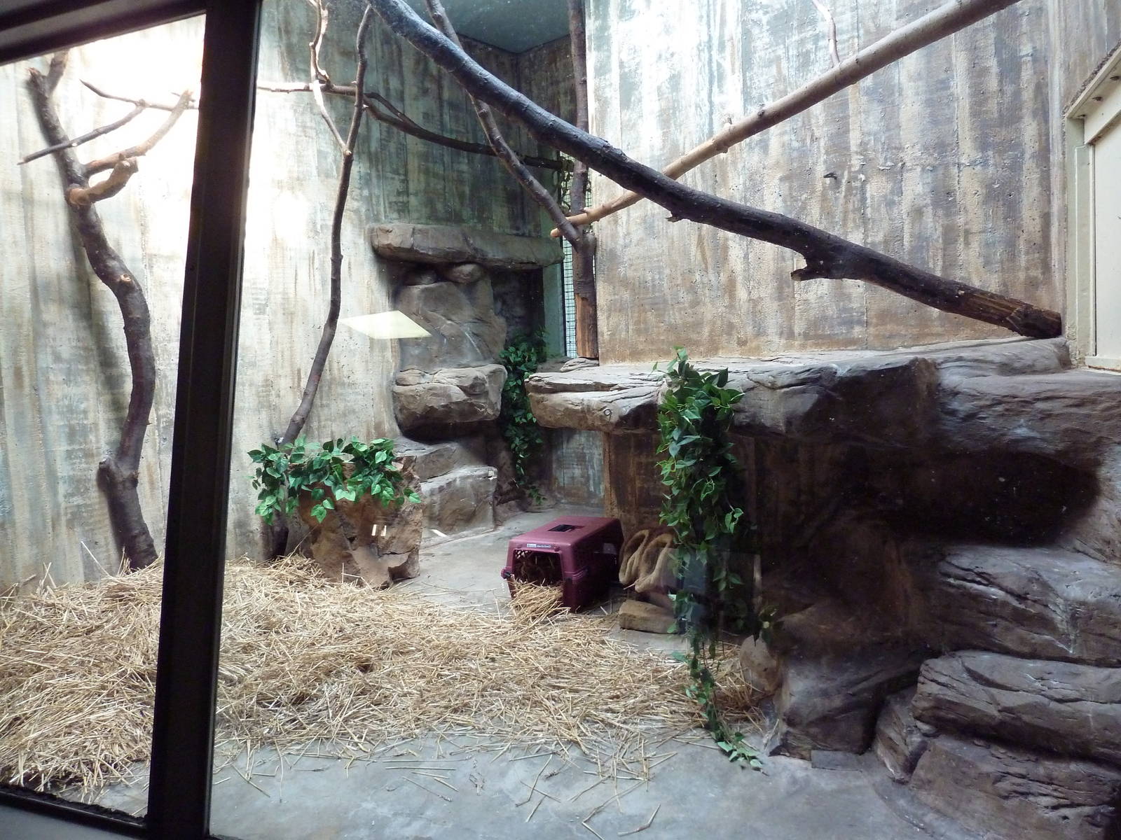 Primate, Cat + Aquatics Building - Hairy Armadillo Exhibit