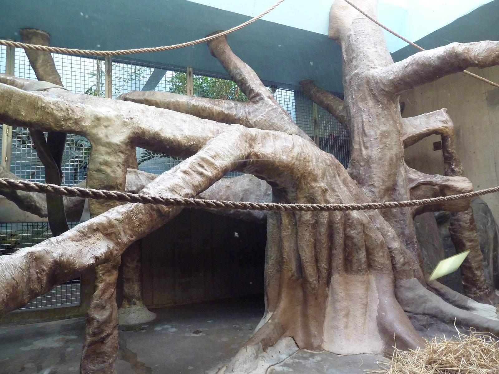 Primate, Cat + Aquatics Building - Hamadryas Baboon Exhibit