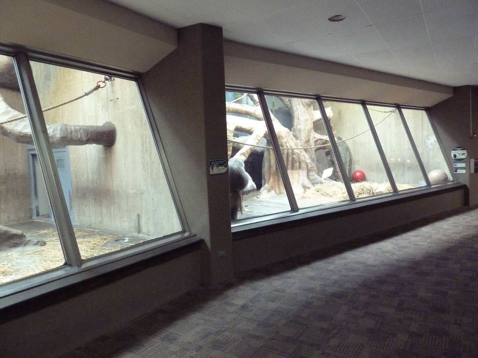 Primate, Cat + Aquatics Building - Hamadryas Baboon Exhibit