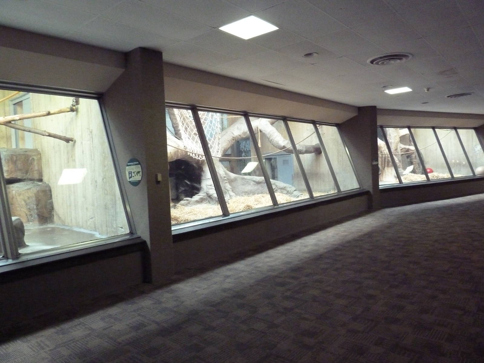 Primate, Cat + Aquatics Building - Hamadryas Baboon Exhibit