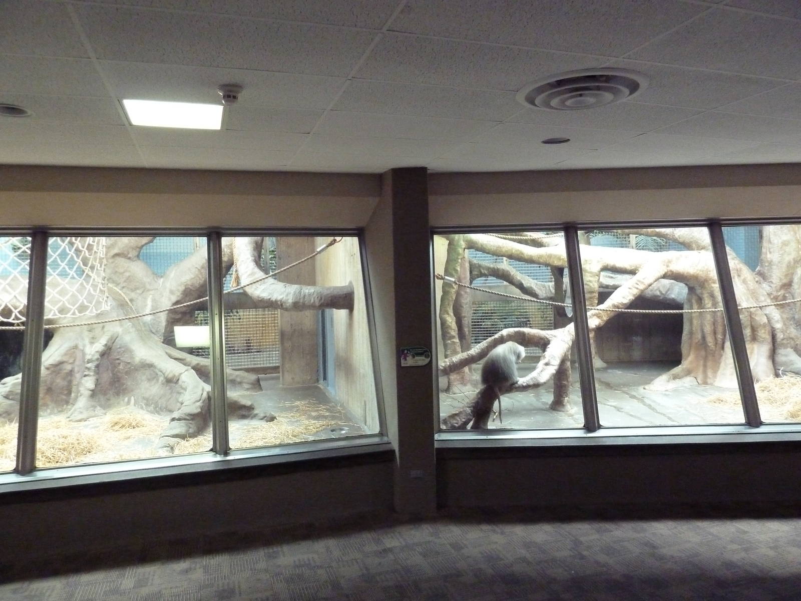 Primate, Cat + Aquatics Building - Hamadryas Baboon Exhibit