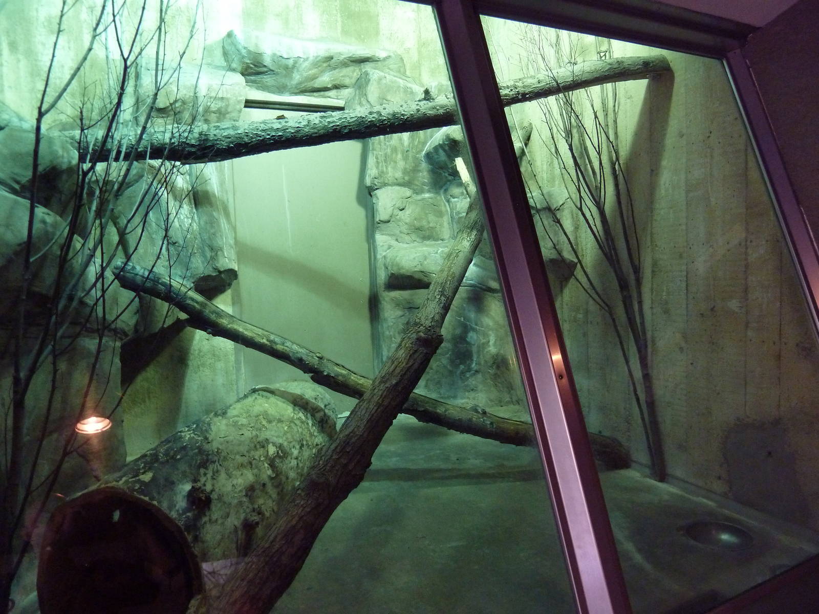 Primate, Cat + Aquatics Building - Pallas' Cat Exhibit