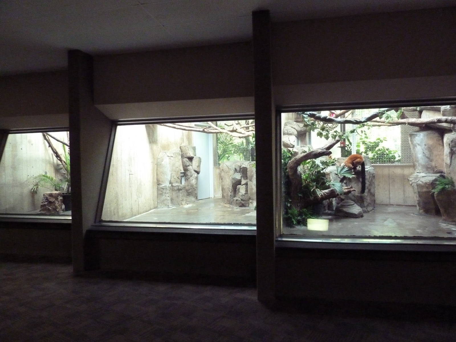 Primate, Cat + Aquatics Building - Red Ruffed Lemur Exhibit