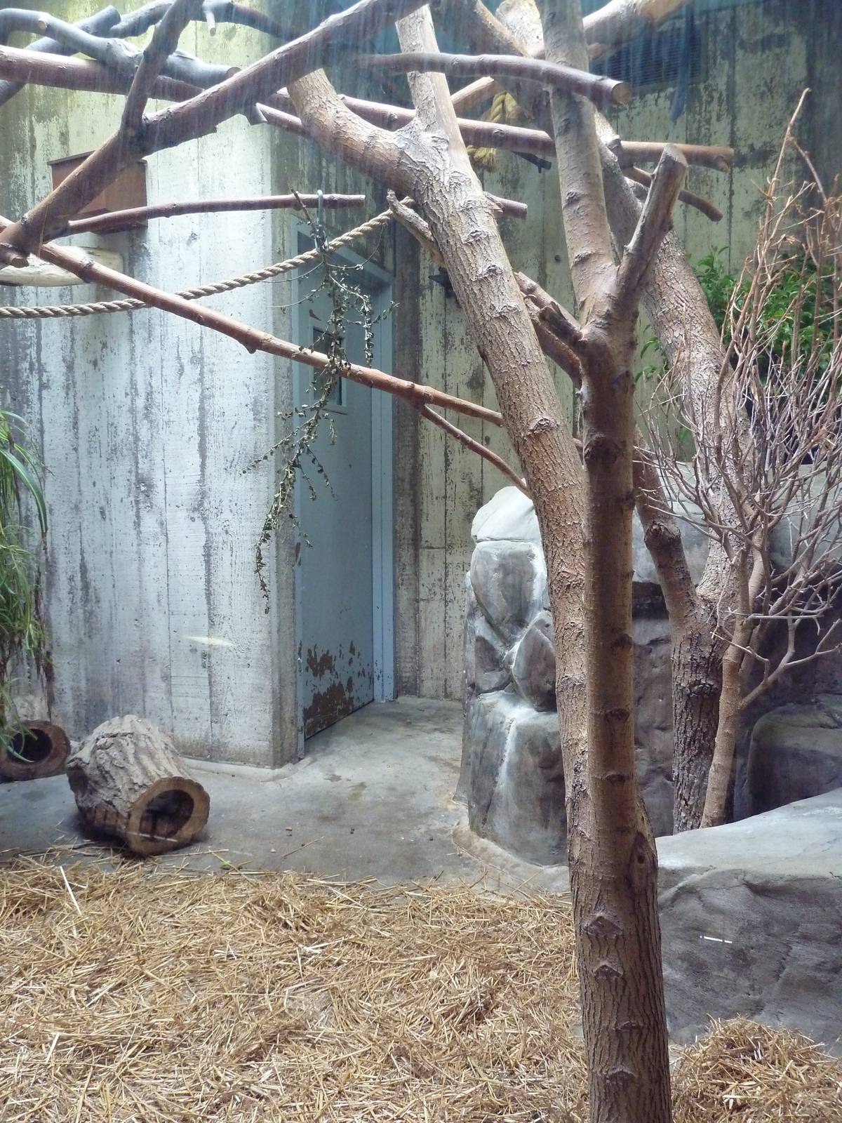 Primate, Cat + Aquatics Building - Reed Titi Monkey/Hairy Armadillo Exhibit