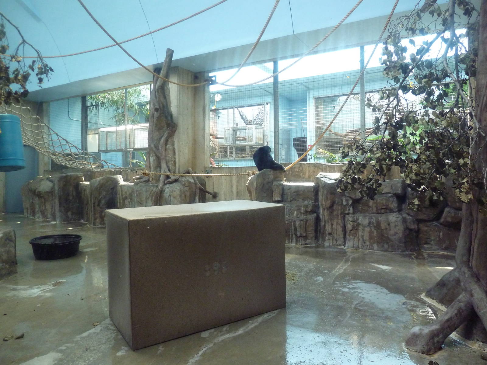 Primate, Cat + Aquatics Building - Siamang Exhibit