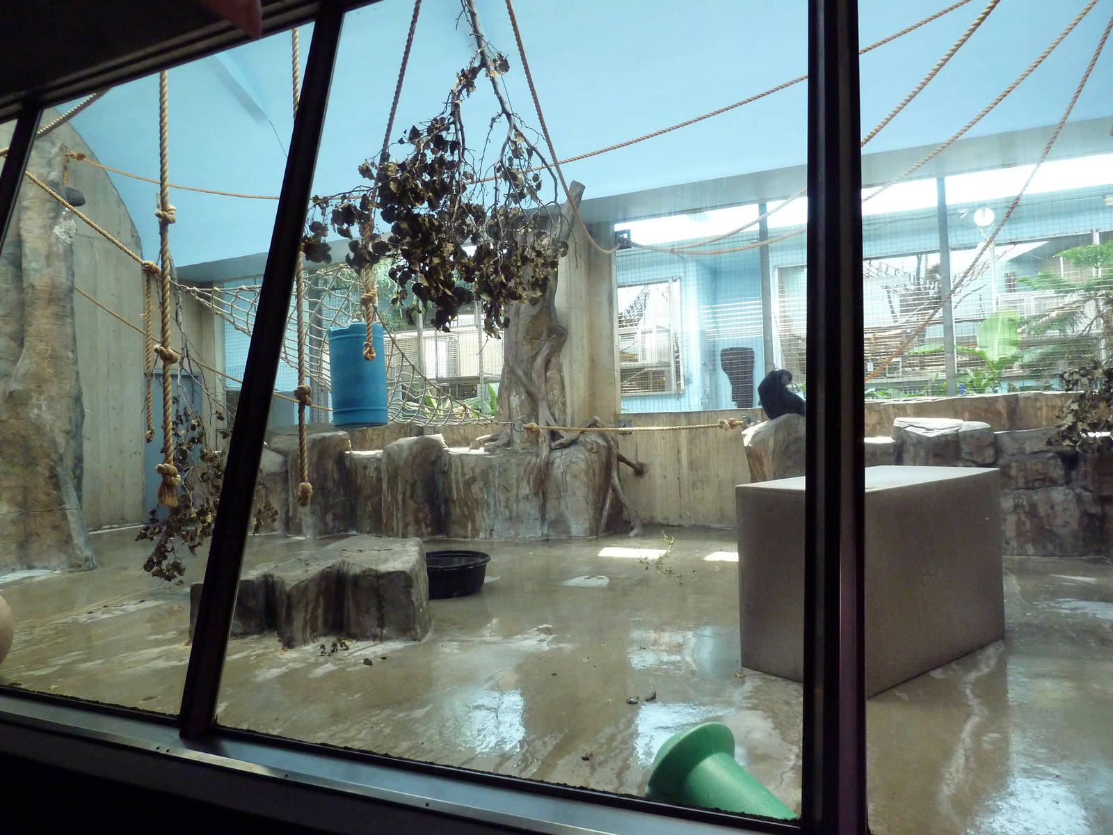 Primate, Cat + Aquatics Building - Siamang Exhibit