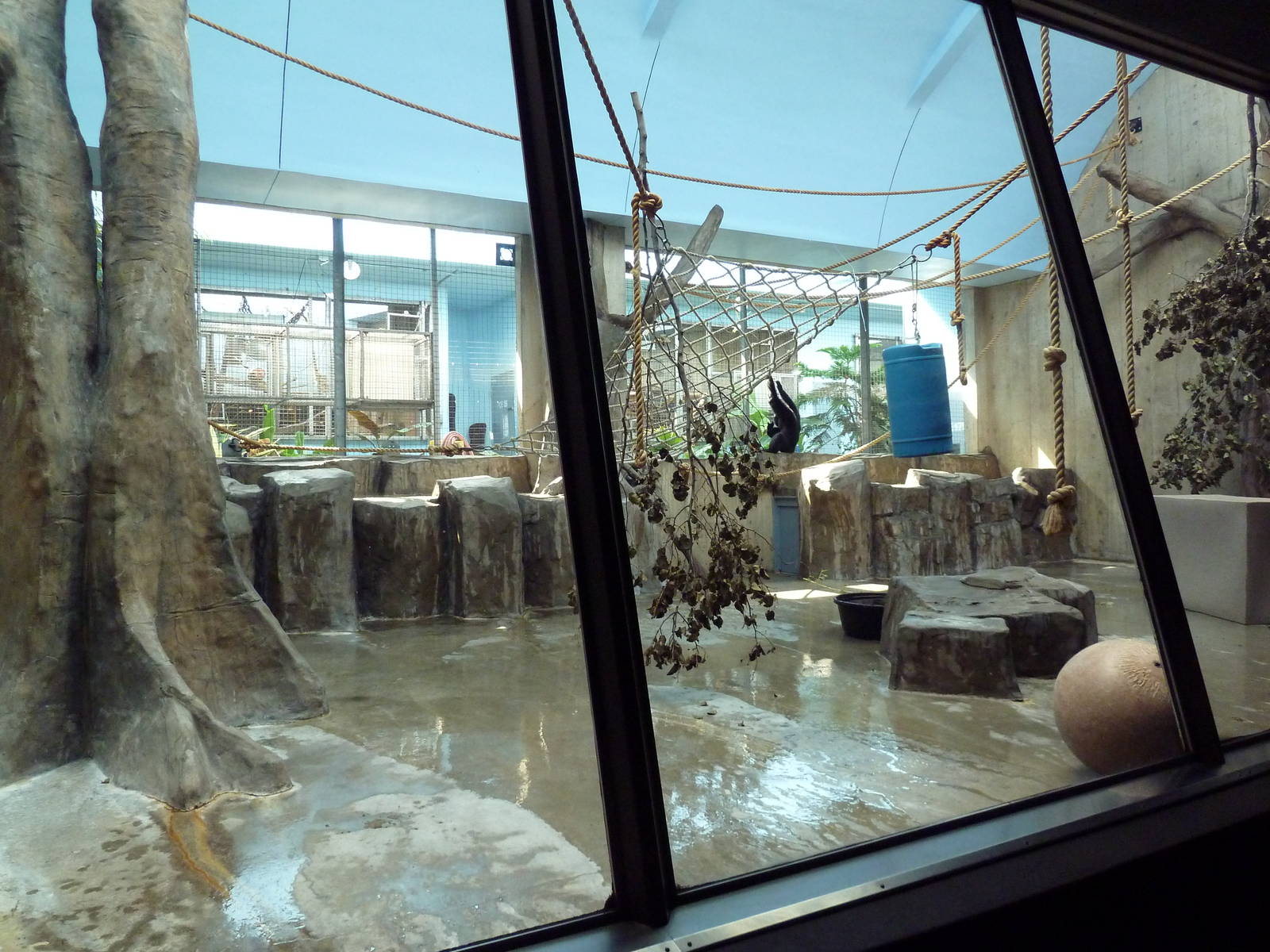 Primate, Cat + Aquatics Building - Siamang Exhibit