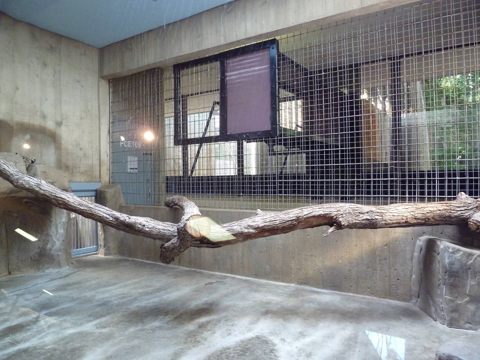 Primate, Cat + Aquatics Building - Snow Leopard Exhibit