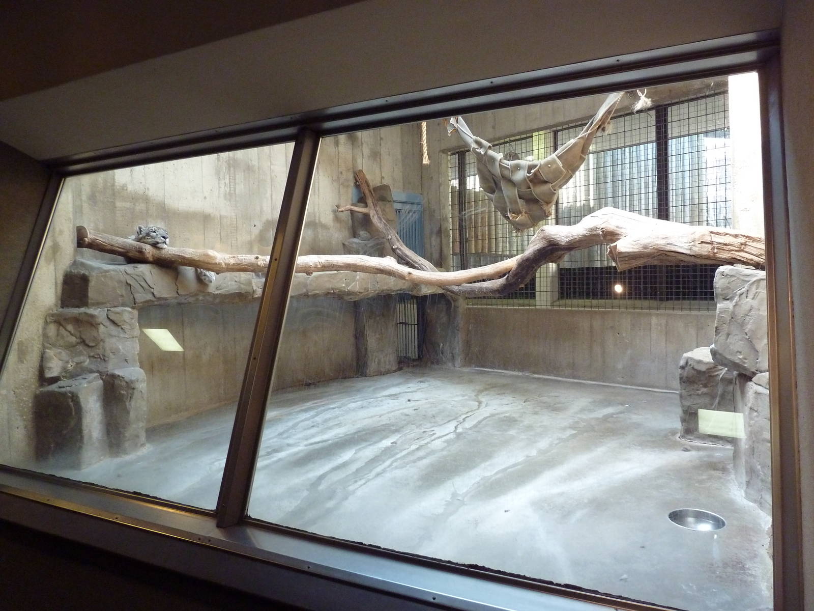 Primate, Cat + Aquatics Building - Snow Leopard Exhibit