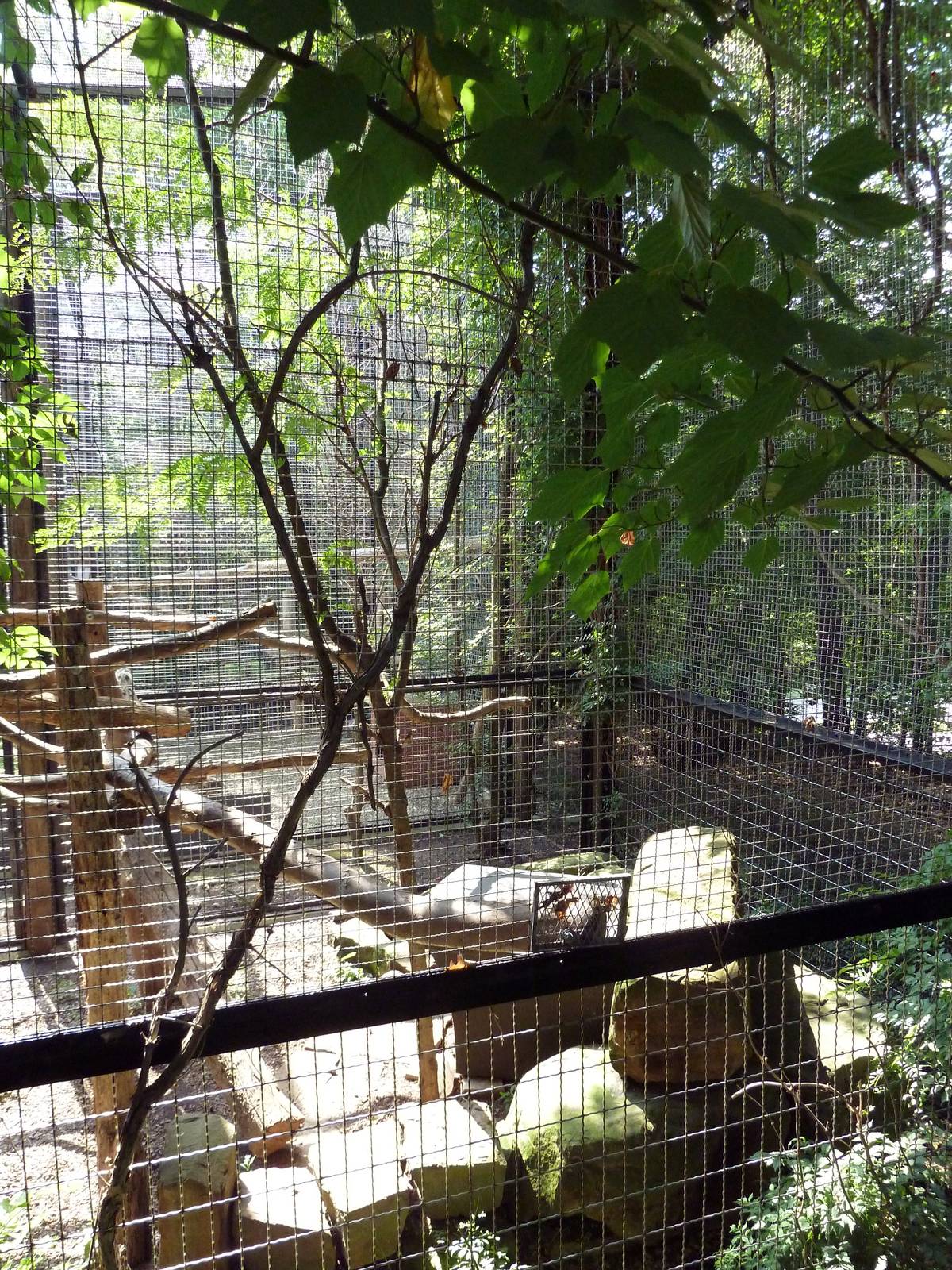 Primate, Cat + Aquatics Building - Snow Leopard Exhibit