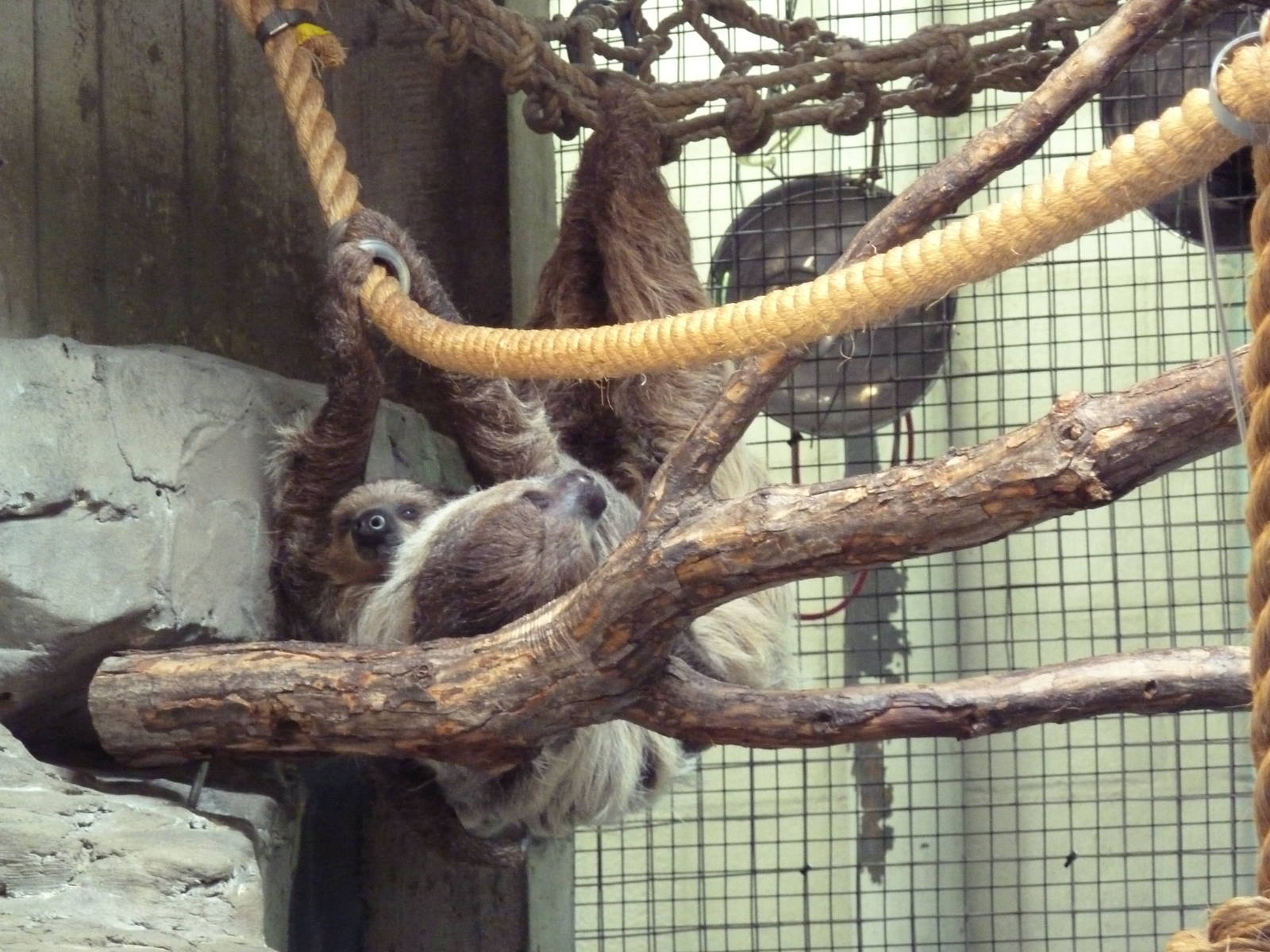 Primate, Cat + Aquatics Building - Two-Toed Sloth Mama + Baby
