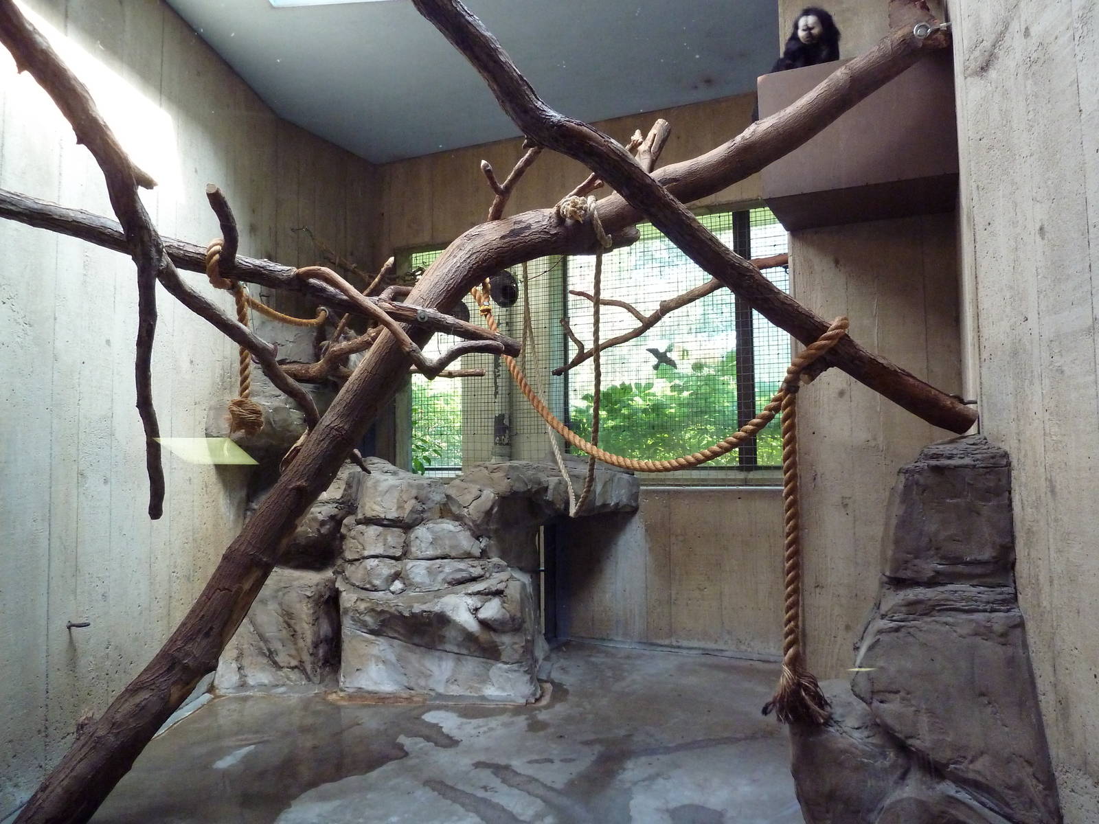 Primate, Cat + Aquatics Building - Two-Toed Sloth/White-Faced Saki Monkey E