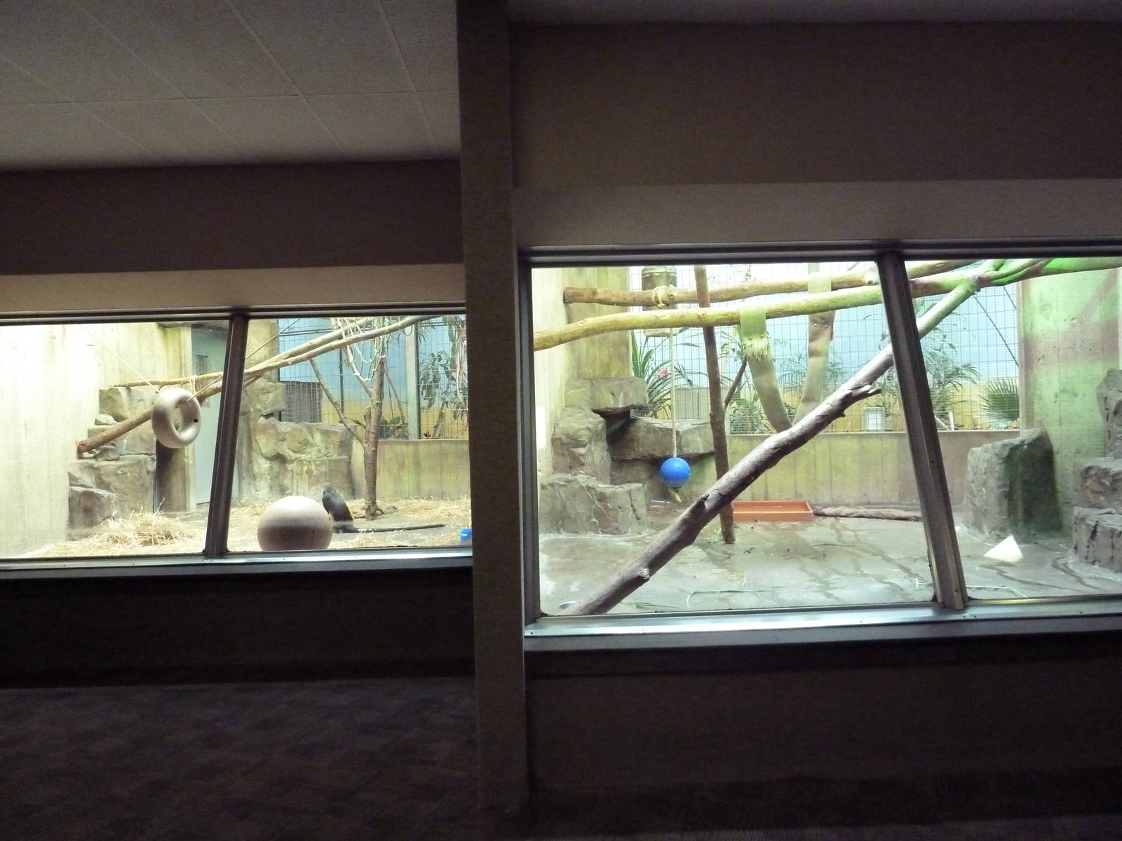Primate, Cat + Aquatics Building - Wolf's Guenon Exhibit