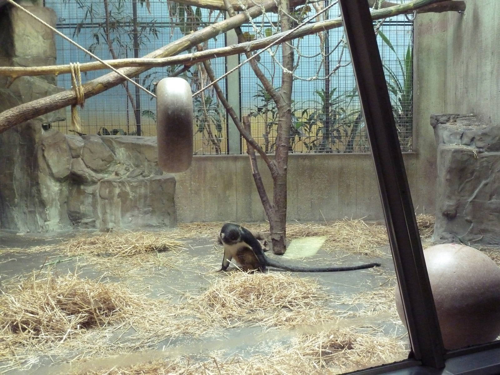 Primate, Cat + Aquatics Building - Wolf's Guenon Exhibit
