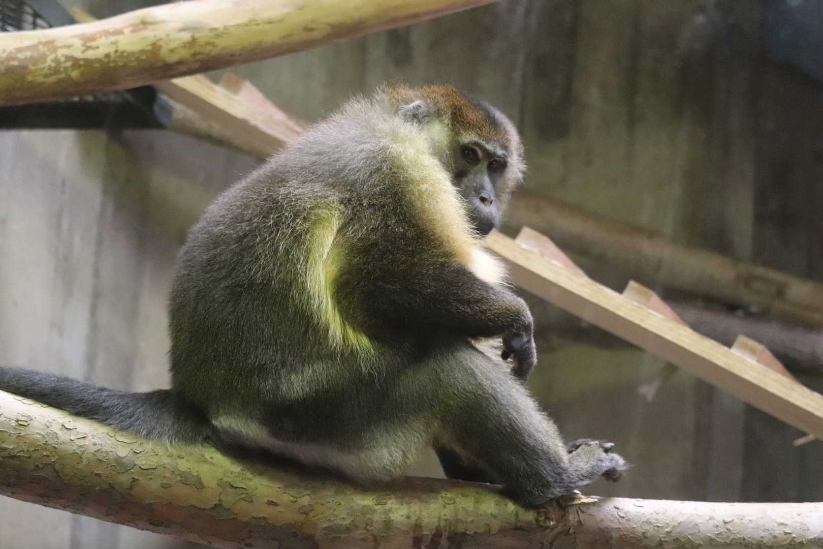 Primate, Cat & Aquatics - Golden-Bellied Mangabey