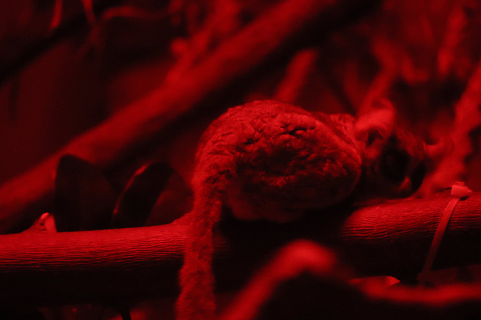 Primate, Cat & Aquatics - Moholi Bushbaby