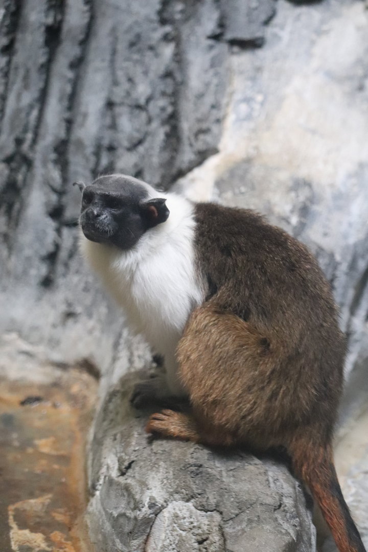 Primate, Cat & Aquatics - Pied Tamarin