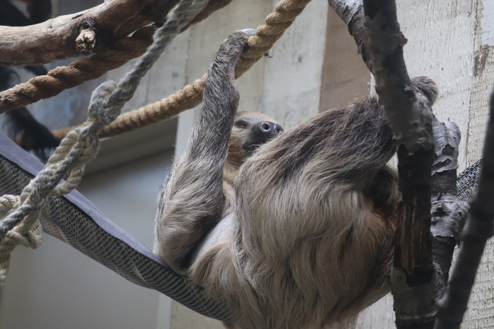 Primate, Cat & Aquatics - Two-Toed Sloth