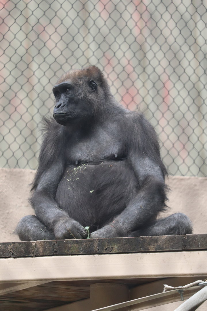 Primate, Cat & Aquatics - Western Lowland Gorilla