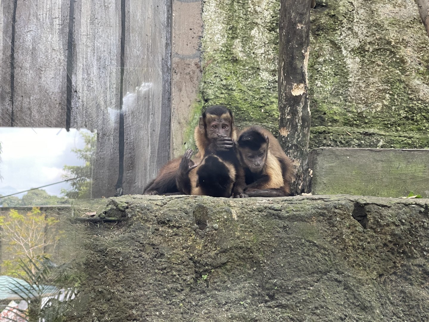 primate cave - brown-tufted capuchin (sapajus apella)