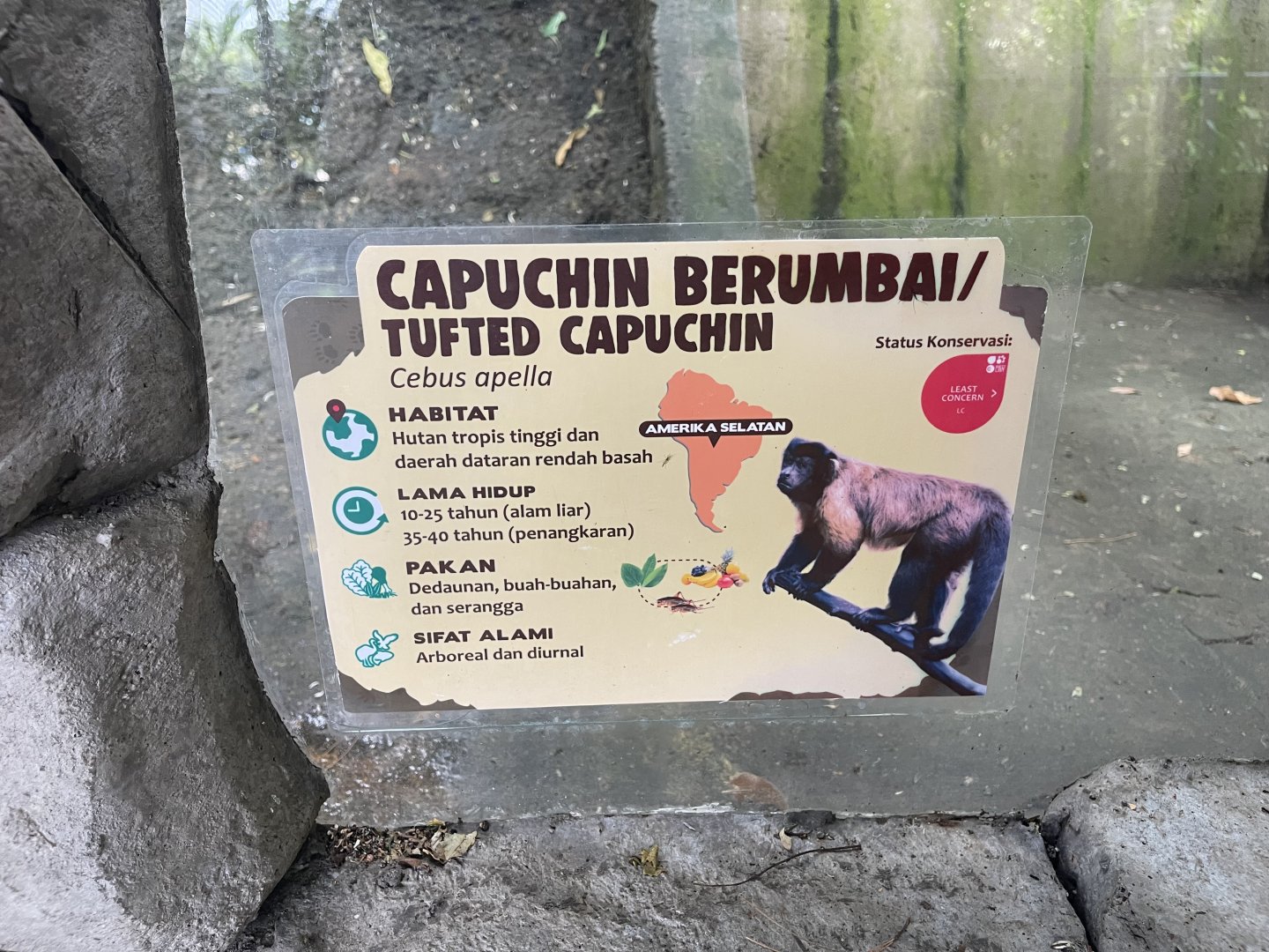 primate cave - brown-tufted capuchin signage
