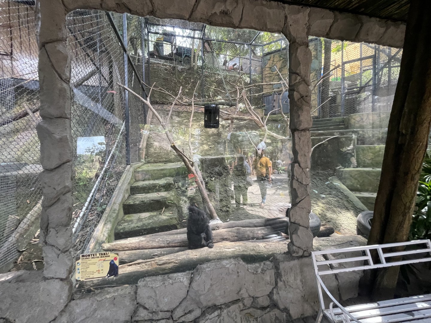 primate cave - celebes crested macaque exhibit