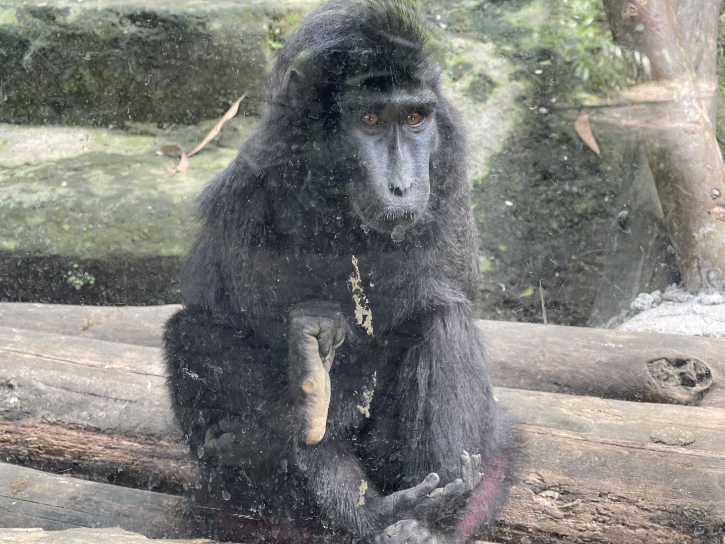 primate cave - celebes crested macaque (macaca nigra)