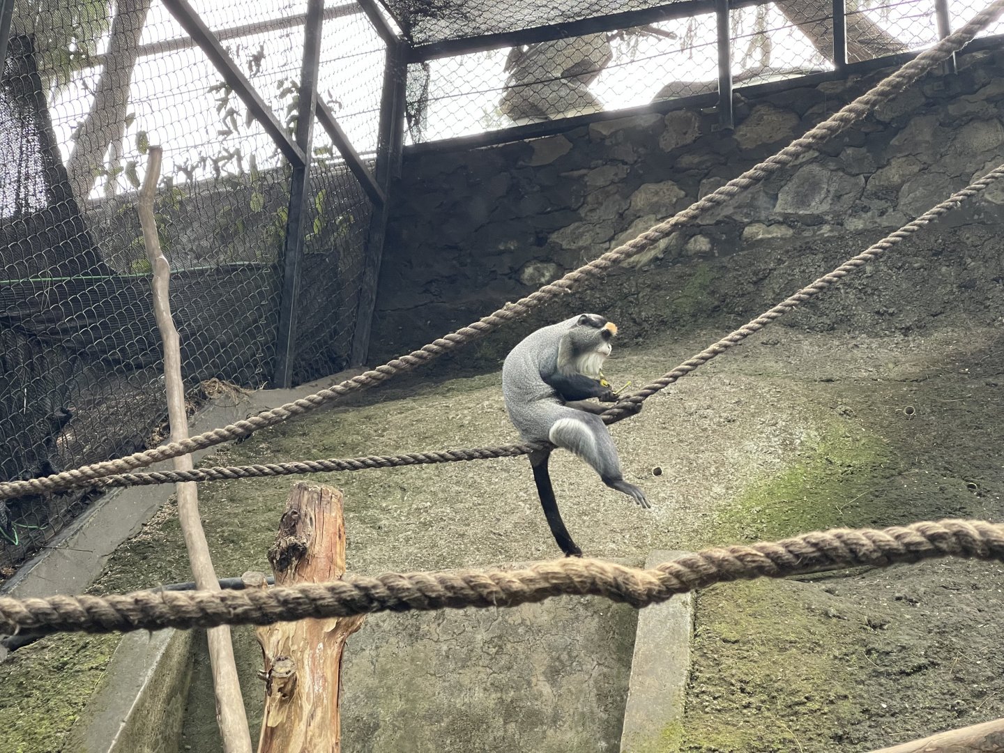 primate cave - de brazza’s monkey (cercopithecus neglectus)