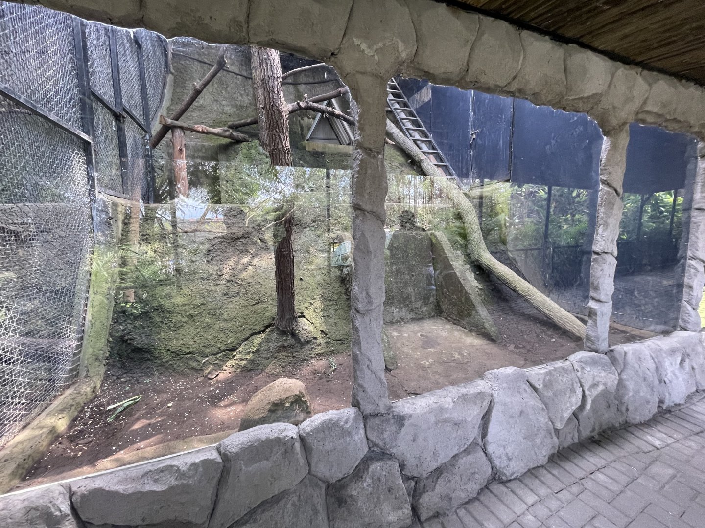 primate cave - empty exhibit