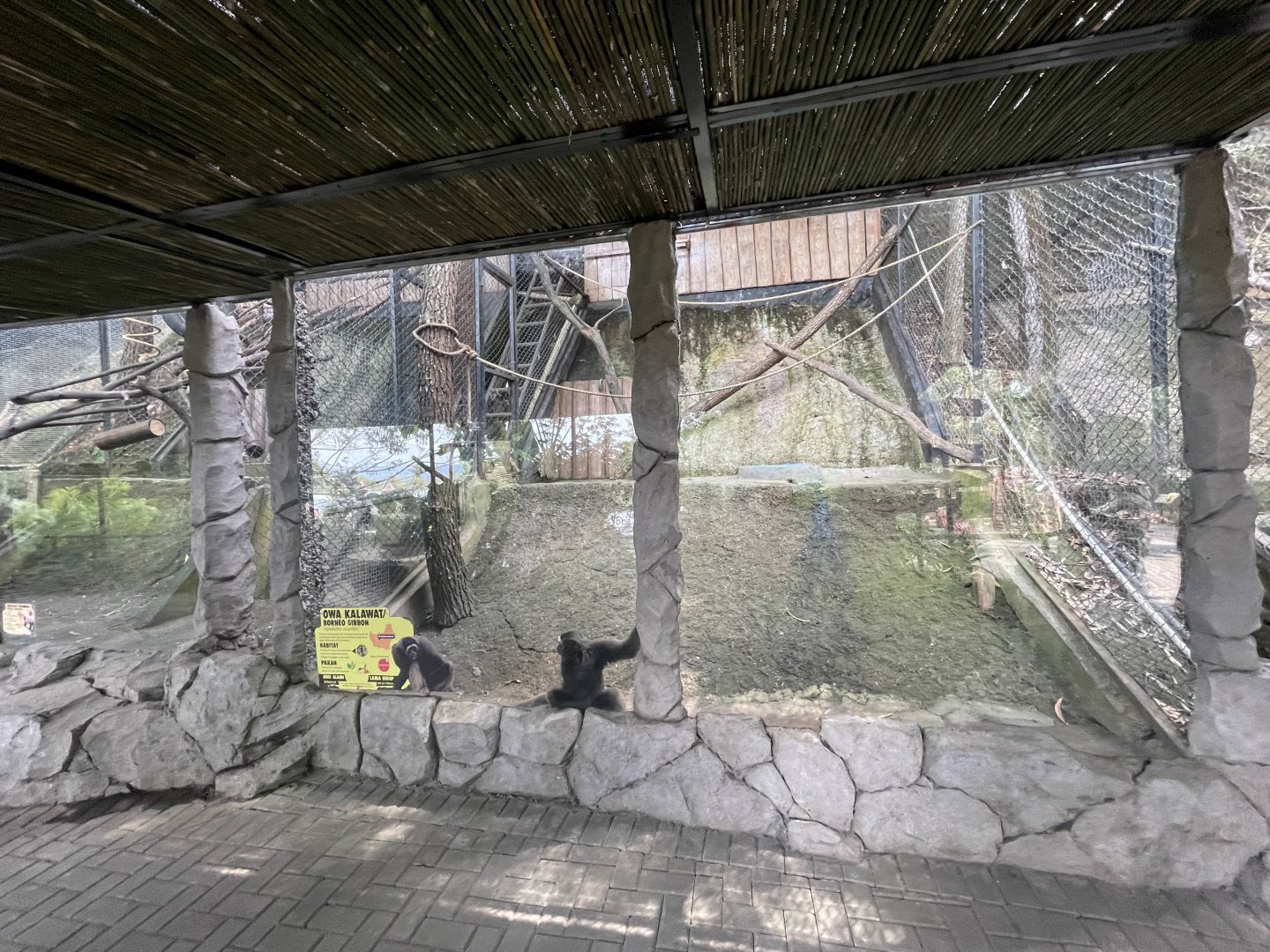 primate cave - muller’s gibbon exhibit