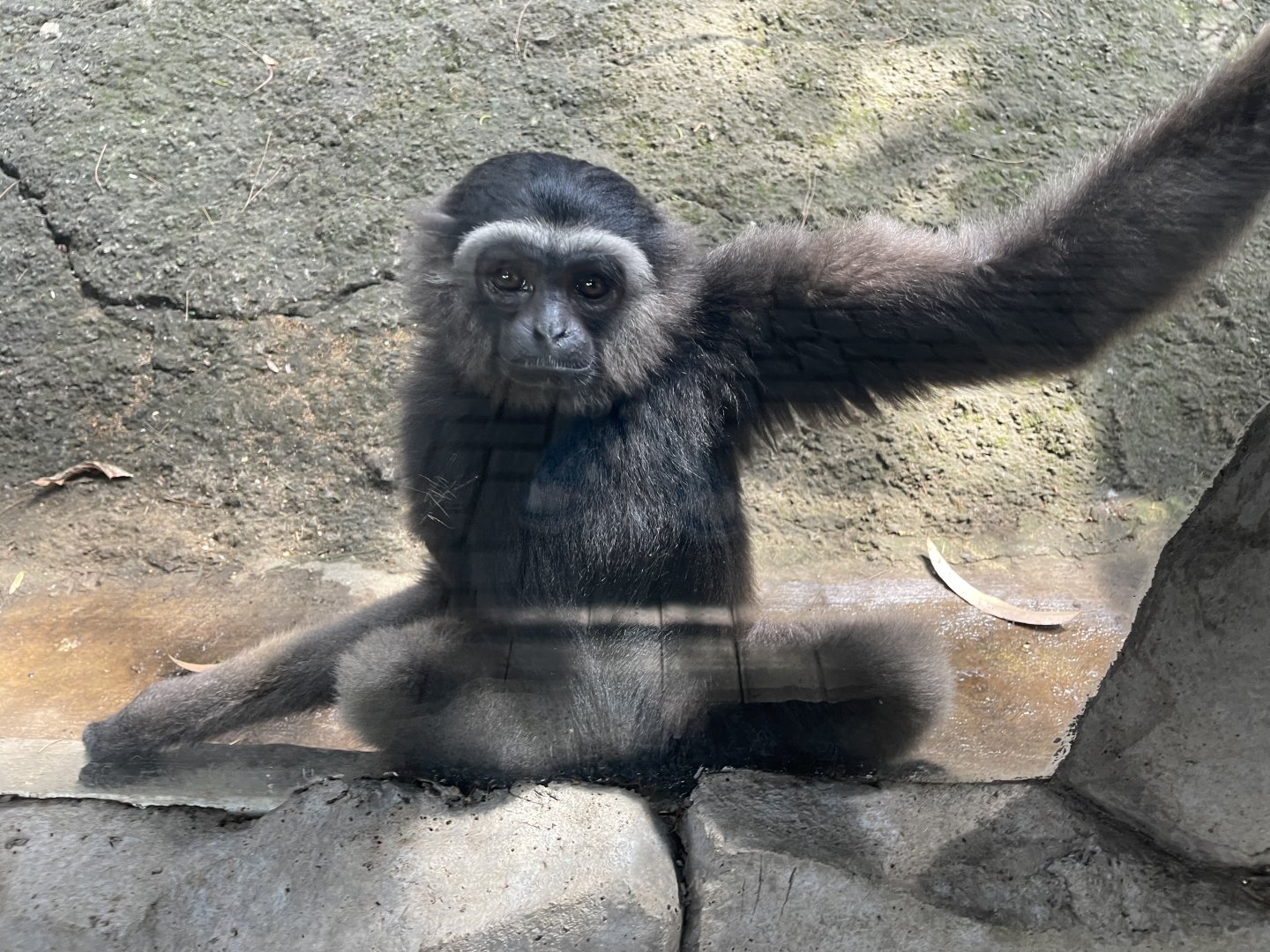 primate cave - muller’s gibbon (hylobates muelleri)