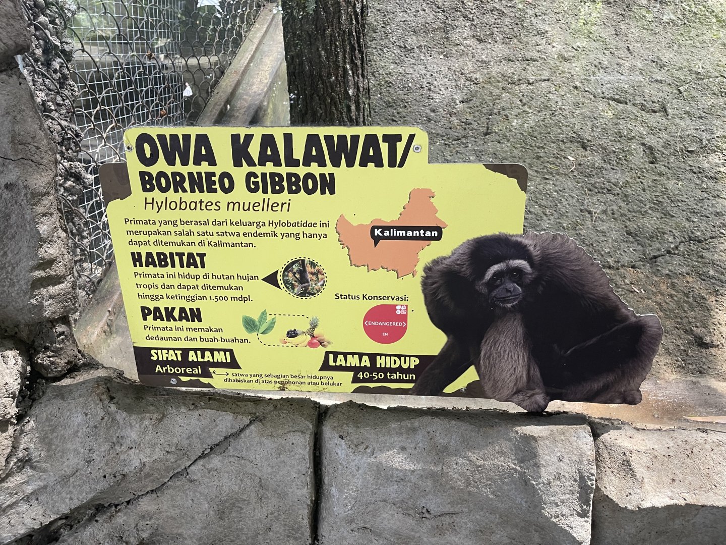 primate cave - muller’s gibbon signage