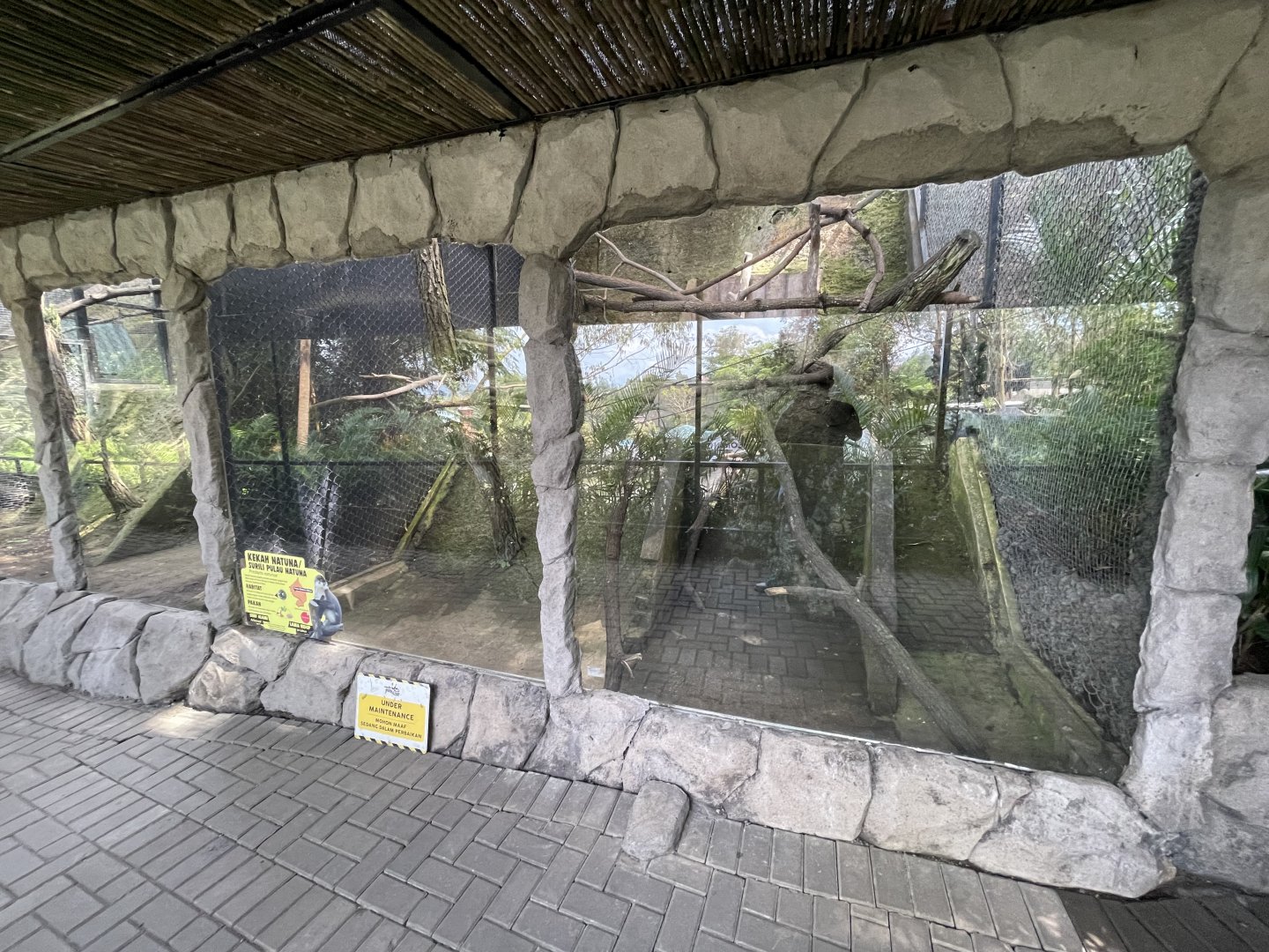 primate cave - natuna island surili exhibit (under repair)