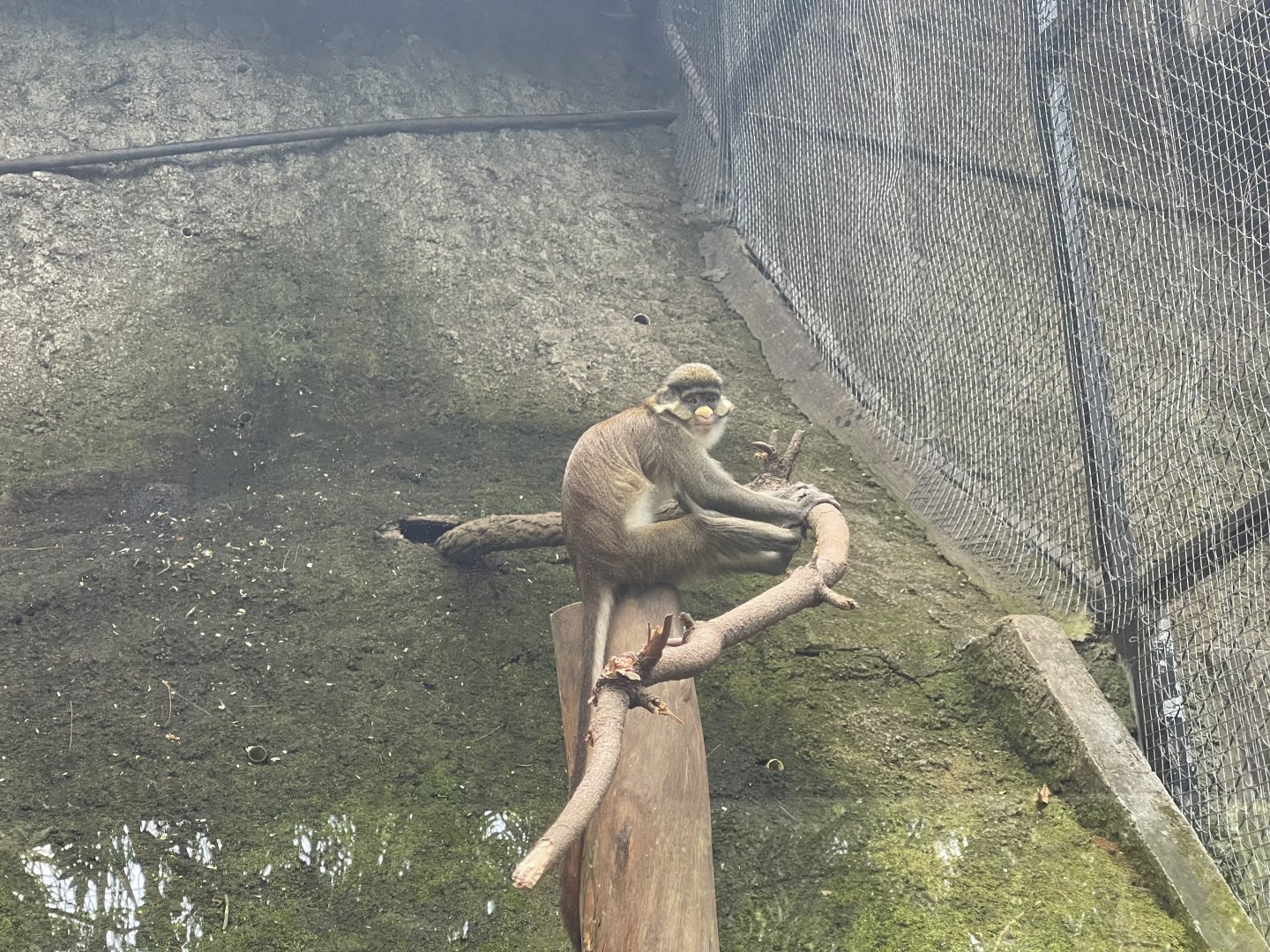primate cave - red-tailed monkey (cercopithecus ascanius)