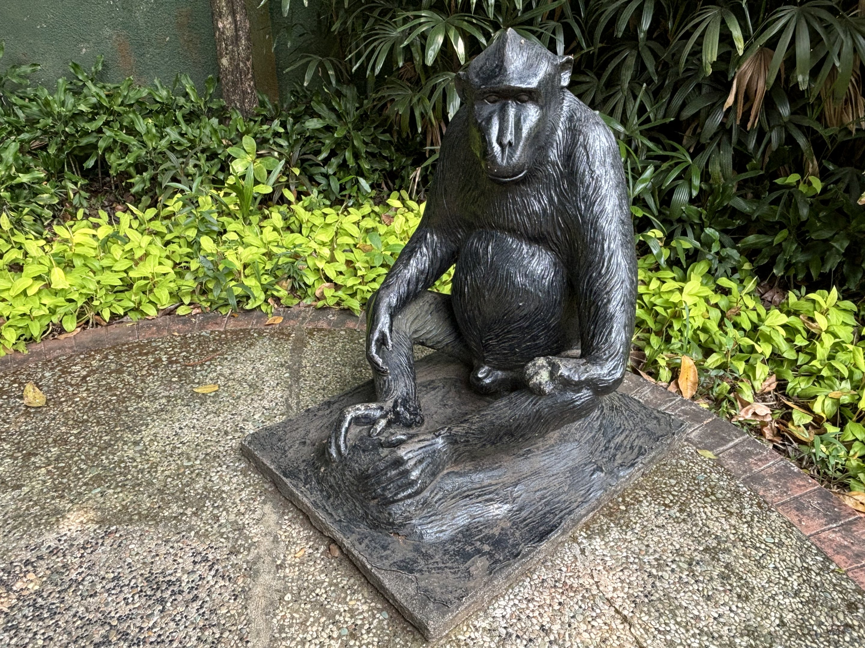 Primate Center Sulawesi Crested Macaque Statue