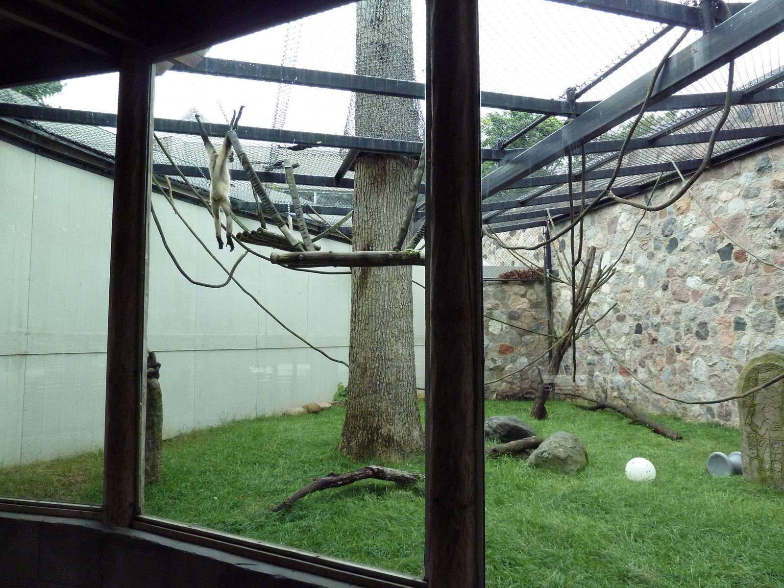 Primate Complex - Black-Handed Spider Monkey Exhibit