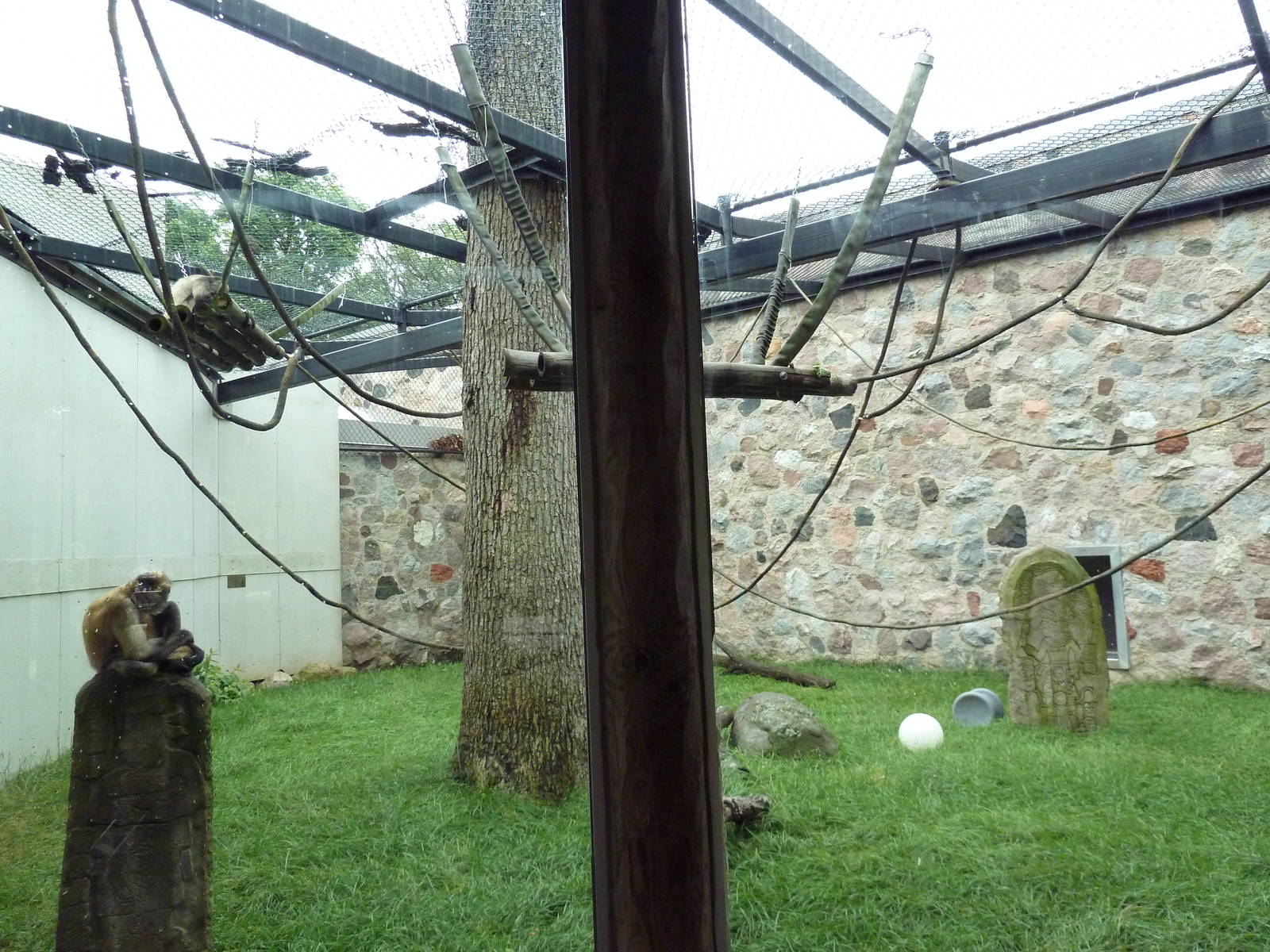 Primate Complex - Black-Handed Spider Monkey Exhibit