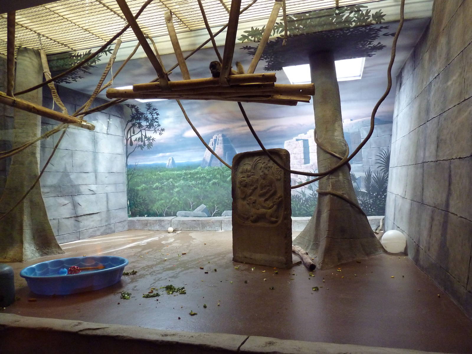 Primate Complex - Black-Handed Spider Monkey Indoor Exhibit