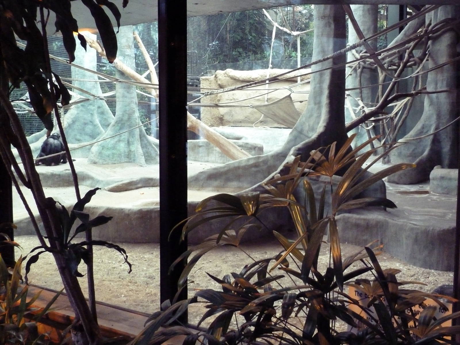 Primate Complex - Bonobo Indoor Exhibit