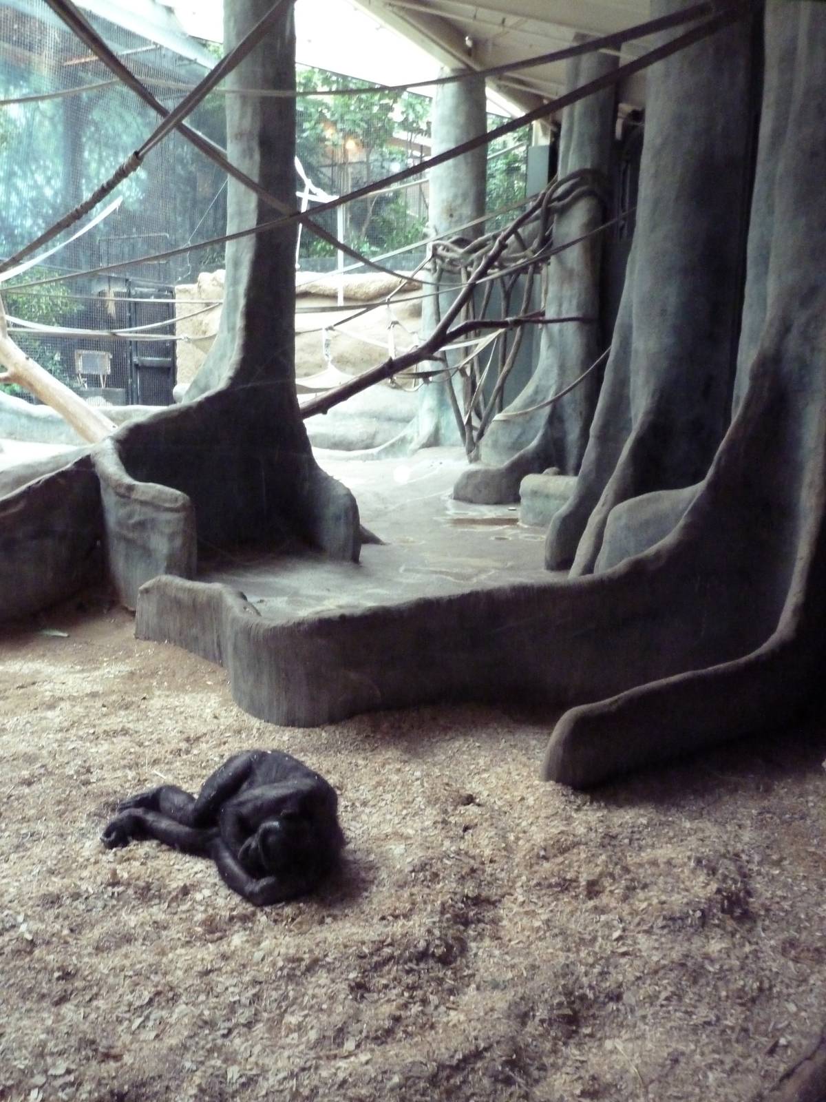 Primate Complex - Bonobo Indoor Exhibit