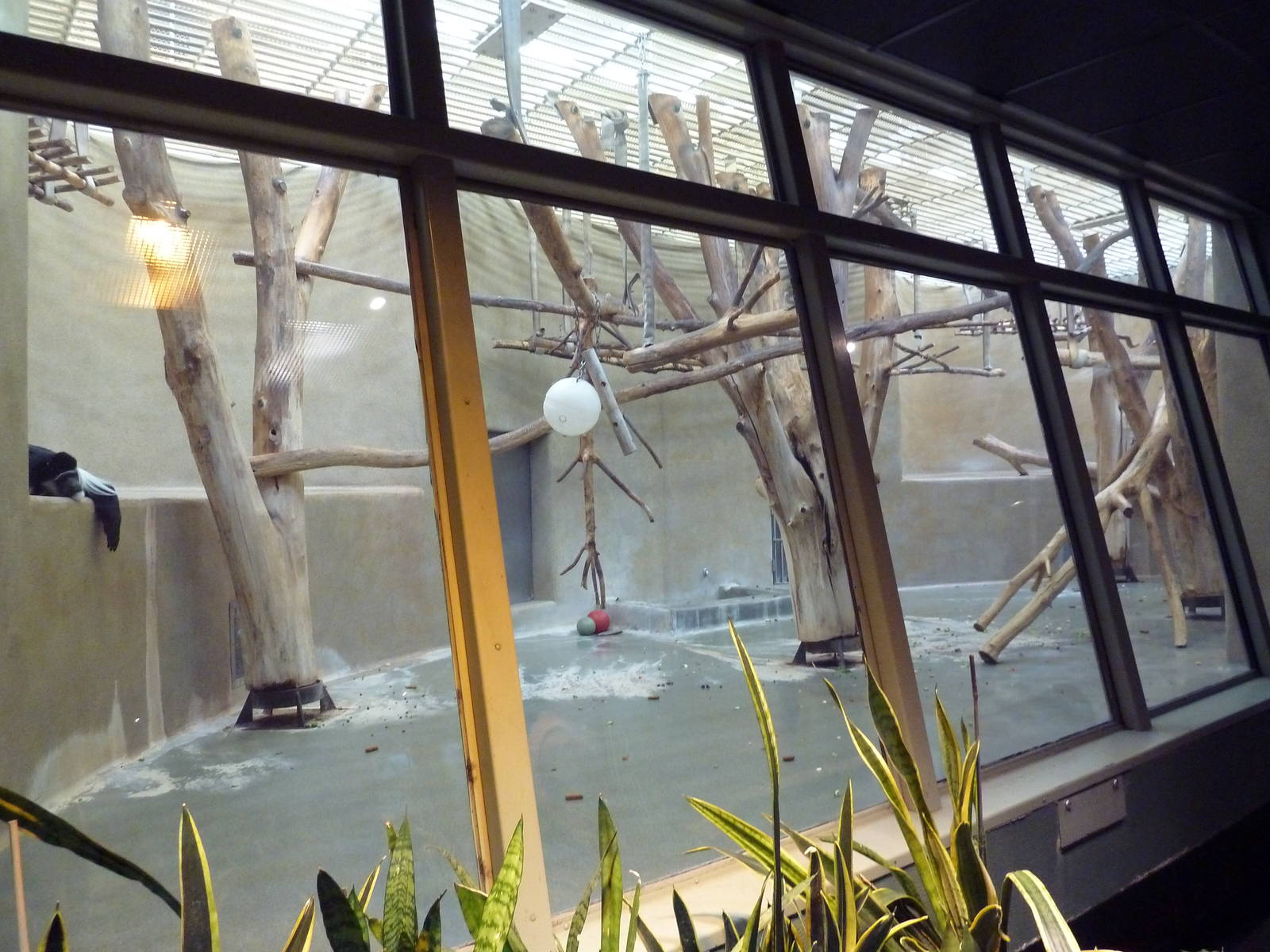 Primate Complex - Colobus Monkey Exhibit