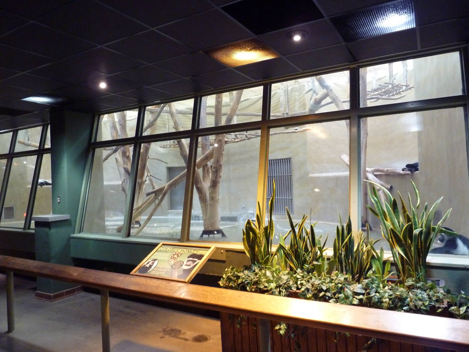 Primate Complex - Colobus Monkey Exhibit