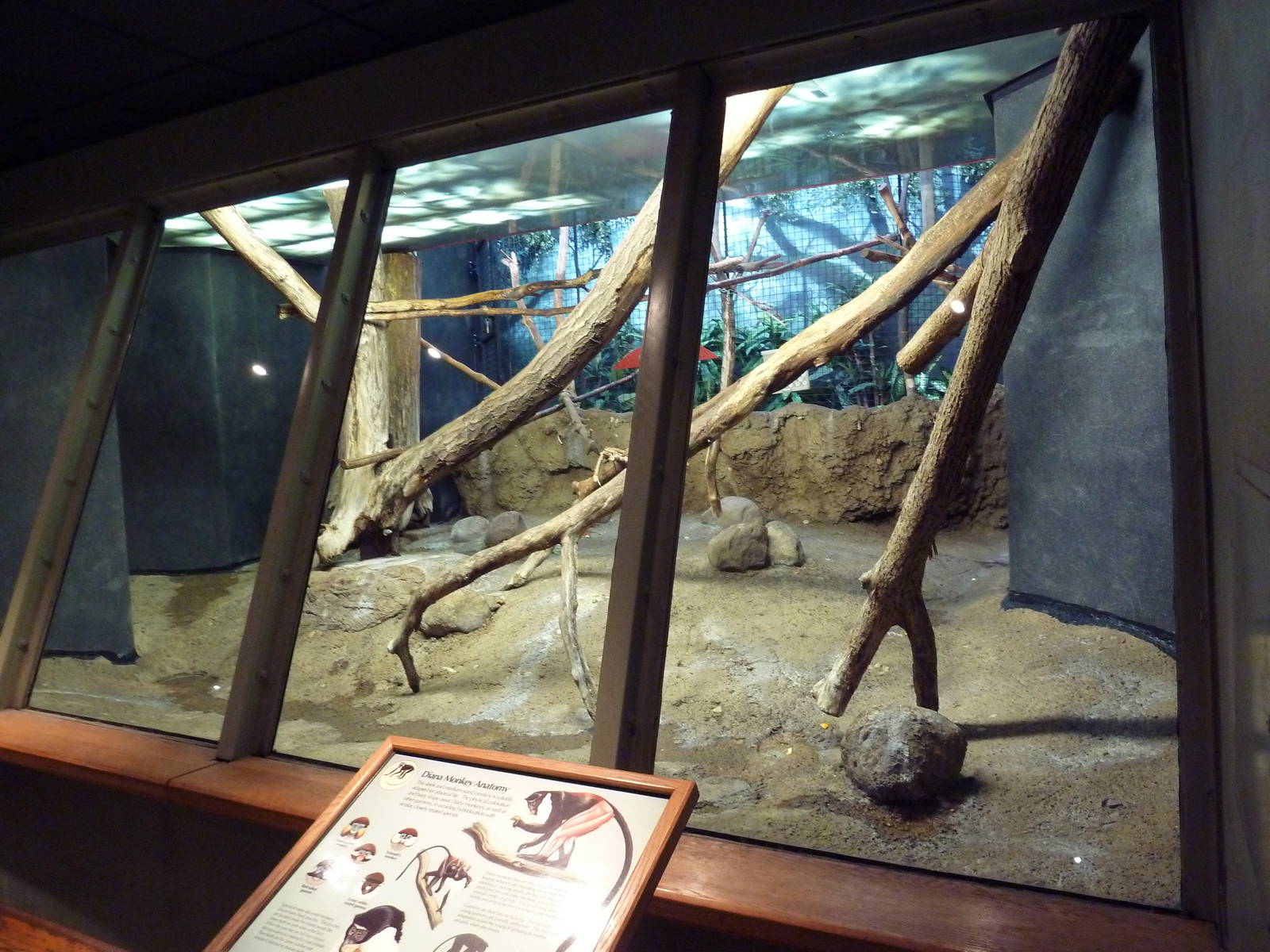 Primate Complex - Diana Monkey Exhibit