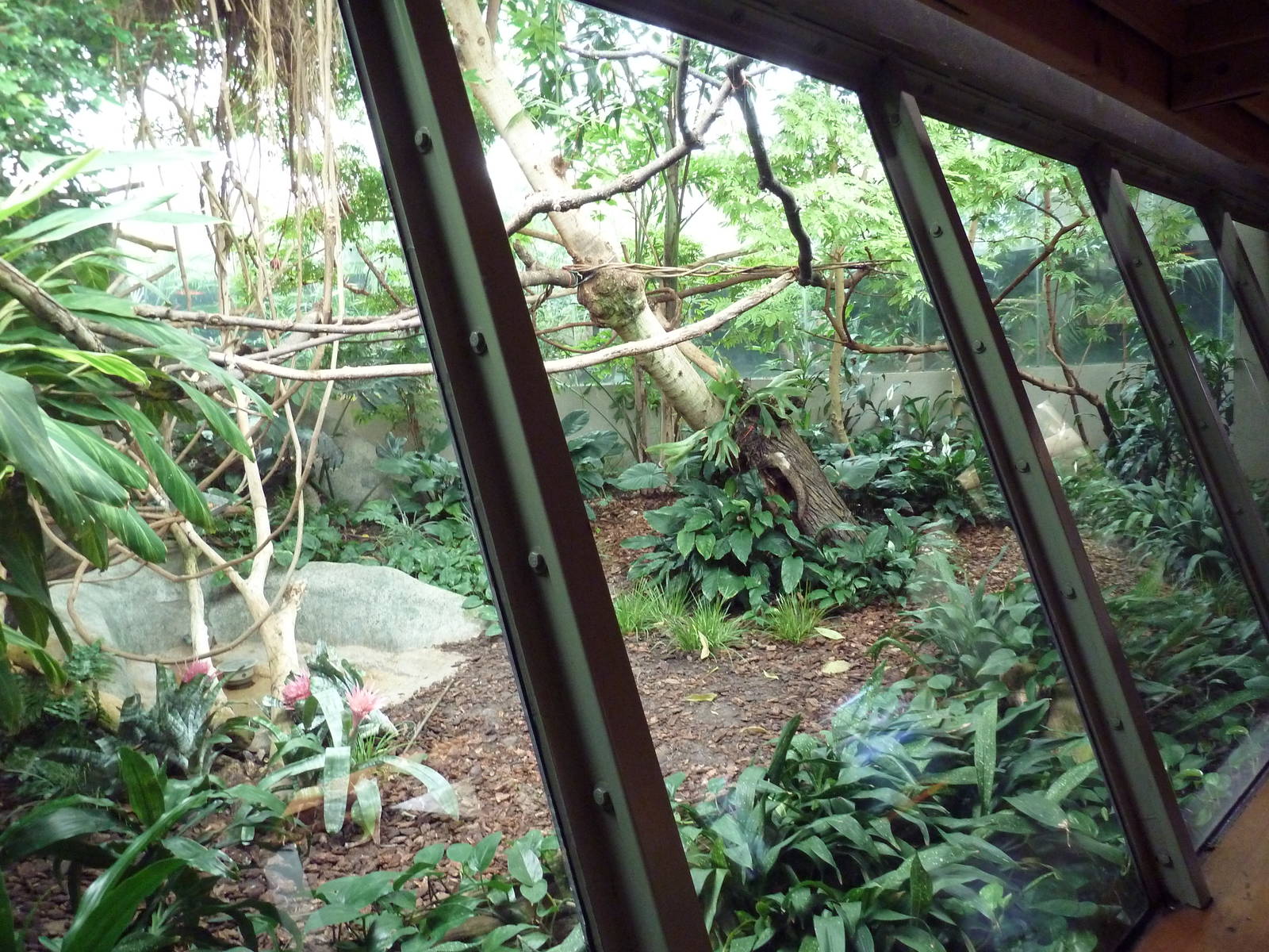 Primate Complex - Goeldi's Monkey Exhibit