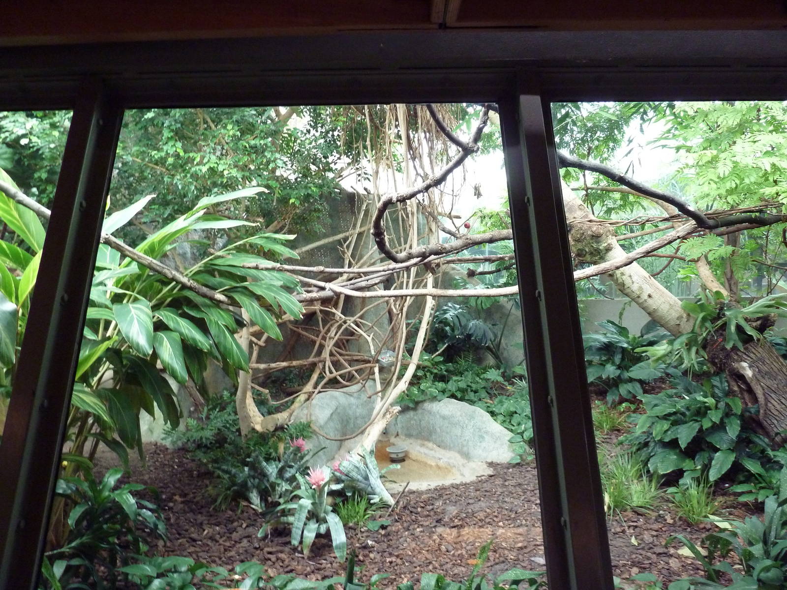 Primate Complex - Goeldi's Monkey Exhibit