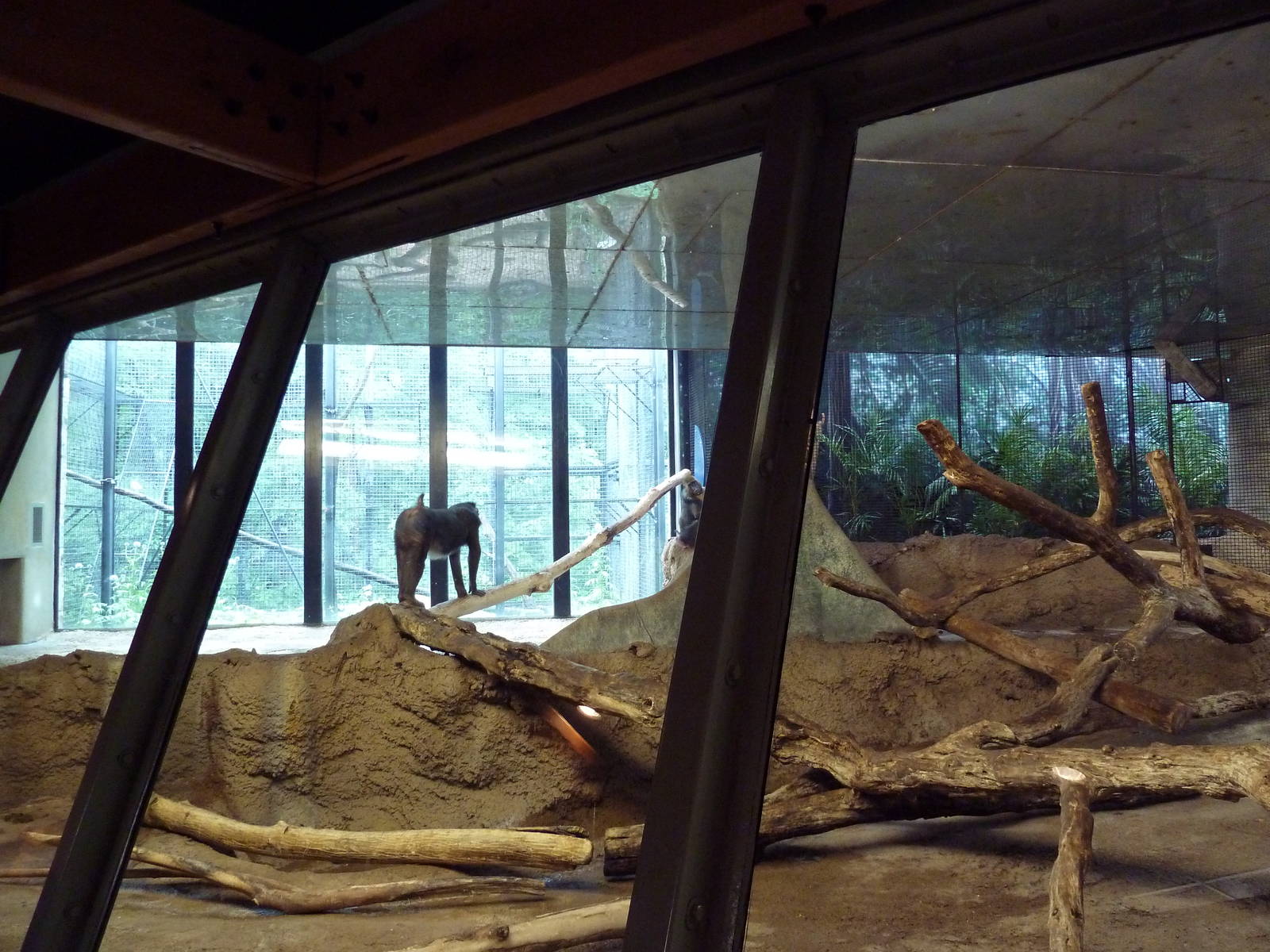 Primate Complex - Mandrill Exhibit